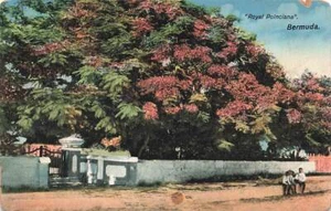 Postcard Large Royal Poinciana Bermuda - Imagen 1 de 2