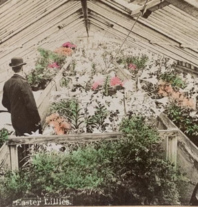 Easter Lillies Garden Conservatory Hand Tinted Stereoview Antique Greenhouse - Picture 1 of 5