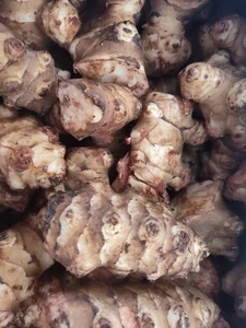 10 Jerusalem Artichoke/Sunchoke - Individual Tubers For Planting Or Eating - Picture 1 of 1