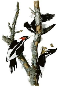 Ivory-billed Woodpecker  John James Audubon Vintage Bird Wall Art Poster Print - Picture 1 of 5