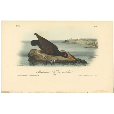 Audubon Birds Octavo 1st Ed 1840 h/c lithograph Pl 325 Bachman's Oyster-catcher - Image 1 of 2