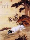 PAINTING ANIMAL CASTIGLIONE PRIZED DOGS MUKONGQUE GREYHOUND ART PRINT LAH375B
