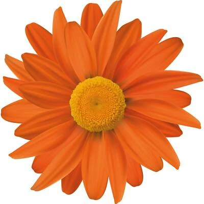 Aufkleber Gerbera orange Autoaufkleber wasserfest Blumen Mülltonne Blumenwiese - Bild 1 von 4