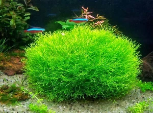 Riccia Fluitans Mini Gewebekultur Tasse Live Aquarium Pflanzen Teppich Fisch Tank - Bild 1 von 1