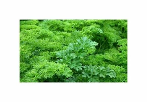 20x Petersilie Grüne Perle Garten Gemüse Pflanzen - Samen PW90 - Picture 1 of 4