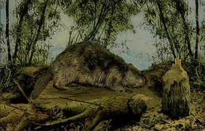 Beaver Castor Canadensis 1970 Vintage Postcard - Picture 1 of 2