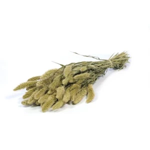 Bunch of Dried Setarea or Foxtail 60cm/24 Inches Natural - Picture 1 of 1