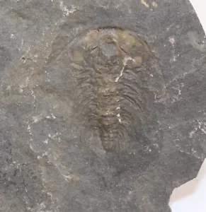 Trilobit, Zacanthoides idahoensis, Kambrium, Wellsville Mountain, Utah, USA-c167 - Bild 1 von 4