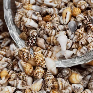 100pc Mini Natural Conch Shells Seashells Beach Wedding Ornament Aquarium Decor - Picture 1 of 8