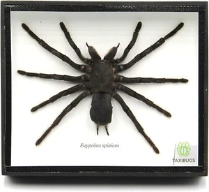 Echte Riesenvogel fressende Tarantel EURYPEIMA SPINCRUS Spinne Taxidermie transparent - Bild 1 von 2