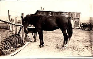 RPPC Black Horse wagon homestead Postcard - Picture 1 of 2