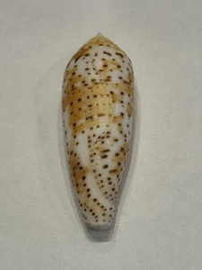 Conus nussatella F+++ Gem 45.00 mm Saudia Arabia - Picture 1 of 4