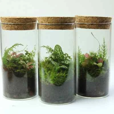 Fittonia Terrariums (3 pack) Ready-made Ecosystem Cute Mini Plant Gift Home Deco