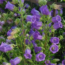 300+ SEMI CAMPANULA MEDIUM 2020 seeds samen semillas graines
