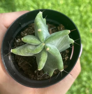 Gray Ghost Organ Pipe Cactus - Stenocereus pruinosus 2.5 inch pot - Picture 1 of 6