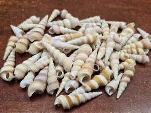 500 STCK. GROSSPACKUNG KLEINE LILA TURRITELLA MUSCHEL 3/8 ZOLL - 1 1/2 ZOLL - Bild 1 von 1