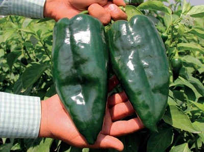 100 семян фамильного перца Ancho Poblano Grande гигантский сорт Poblano мягкие 2k SHU - Изображение 1 из 4