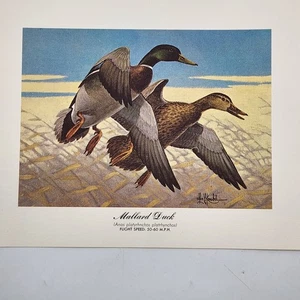 Vintage Duck Print Mallards Artist Les C Kouba Up-north Experience 8" x 10" - Picture 1 of 4