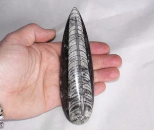 ORTHOCERAS Fossil 350 MYO Polished Real large 4 to 5" long - Picture 1 of 9