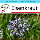 SAFLAX Geschenk Set - Eisenkraut - Verbena - 250 Samen