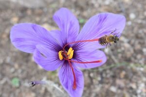 50 Bulbes BIO de crocus sativus Cal 8/10 -SAFRAN D'ARDECHE