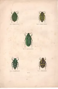 Stampa antica INSETTI COLEOTTERI Agestrata splendens 1850 Antique print insects - Imagen 1 de 1