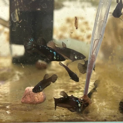 Baby Betta Samurai Foto 1 de 3