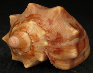 FS Cymbiola aulica (G. B. Sowerby I, 1825) 117 mm F+++ - Picture 1 of 5