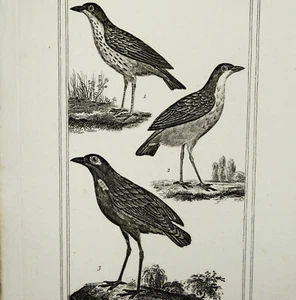 Le Petit Béfroi Le Grand Béfroi et Le Roi des Fourmiliers Gravure Oiseaux 1800 - Picture 1 of 2