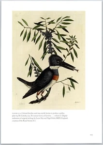Kingfisher Myrtle Candleberry Mark Catesby Reproduction Book Plate 8 x 11 - Picture 1 of 1