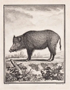 Jabalí soltador jabalí grabado en cobre grabado Buffon 1780 - Imagen 1 de 1