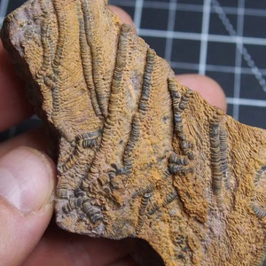 163g Mahoumacrinus sp. Scyphocrinites elegants Crinoid Devonian Fossil 1704 - Picture 1 of 9