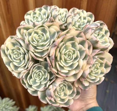 Suculentas importadas planta viva rara suculenta decoración del hogar Echeveria Lorean Dean Foto 1 de 3