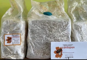 3 Cardoncelli Pilzsubstrate - hohe Ausbeute, Premium Qualität und gebrauchsfertig - Bild 1 von 3
