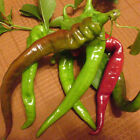 25 SEEDS Italian Long Hots Pepper Garden Vegetables Planting Edible Food