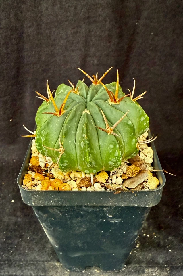 Stenocactus coptonogonus, cactus plants - Image 1 of 4