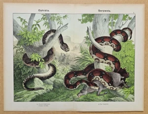 1899 W.F. Kirby REPTILES Large Original Colour Print SERPENTS Rattlesnake Boa - Picture 1 of 3