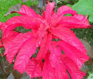 AMARANTHUS MOLTEN FIRE Amaranthus Tricolor - 500 Bulk Seeds - Picture 1 of 1