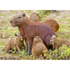 Capybara with pups - 3D Lenticular Postcard Greeting Card