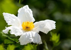 Romneya coulteri (California Tree Poppy) - 30 seeds - Picture 1 of 1