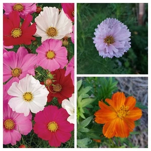 COSMOS SORTIMENT - 3 VARIETIES - 55+ Seeds - Sensation - Crest Red V 213 - Picture 1 of 1