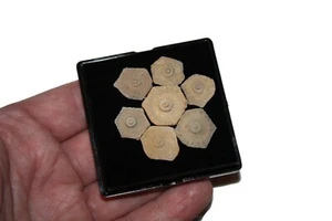 Pennsylvanian fossil echinoid Archaeocidaris brownwoodensis plates in display - Picture 1 of 6