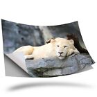 1 X Vinyl Sticker A3 - Adorable Lazy Lion Cub Cute #3688