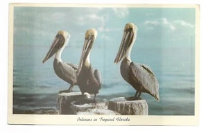 VTG Postcard Pelicans in Tropical Florida - Picture 1 of 2