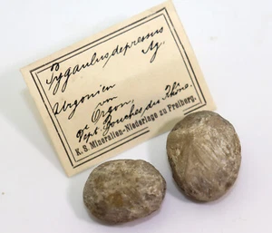 Seeigel, Pygaulus depressus, Kreide, Urgonien, Orgon, Frankreich -i629 - Picture 1 of 9