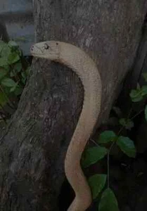 Wooden walking stick hand carved cobra snake handmade walking cane animal - Picture 1 of 4