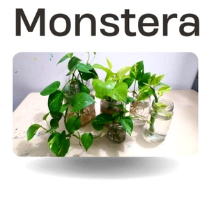 Monstera Deliciosa Tropical Leaf Plant in 4" inch tall cuttings 6 Indoor Outdoor - Picture 1 of 9