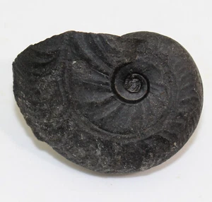 Ammonit, Ochetoceras sp., Jura, Kimmeridge, Durango, Mexiko-c315 - Picture 1 of 5