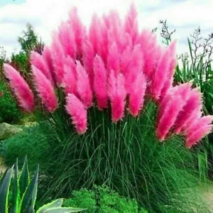 Pampas Grass- Hot Pink- 100 Seeds - Fresh - Picture 1 of 1