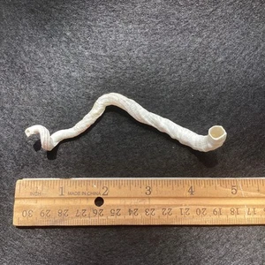 "Tubo de gusano rizado largo de 4,5"" concha marina raro gusano artesanía arte conchas marinas B" - Imagen 1 de 4